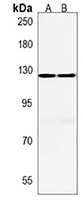 AATYK Rabbit Polyclonal Antibody