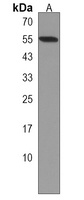 INSM2 Rabbit Polyclonal Antibody