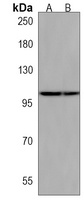 FOG1 Rabbit Polyclonal Antibody