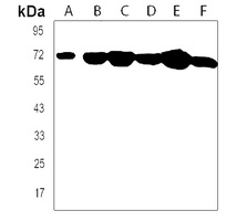 CD164 Rabbit Polyclonal Antibody