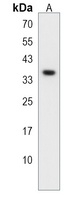 PPAP2A Rabbit Polyclonal Antibody