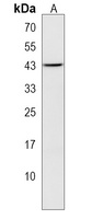 TOMM40L Rabbit Polyclonal Antibody