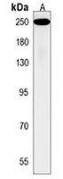 RSF1 Rabbit Polyclonal Antibody