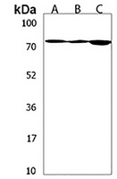 NAALAD2 Rabbit Polyclonal Antibody