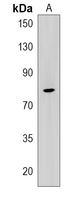 LRCH1 Rabbit Polyclonal Antibody