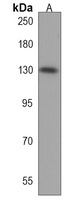 ZNF516 Rabbit Polyclonal Antibody
