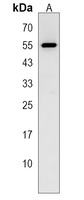 SF3A2 Rabbit Polyclonal Antibody