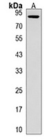 KIRREL Rabbit Polyclonal Antibody