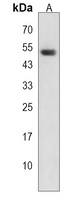 ZNF395 Rabbit Polyclonal Antibody