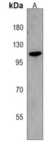 STARD13 Rabbit Polyclonal Antibody