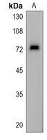 ASNSD1 Rabbit Polyclonal Antibody