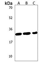 MSX1 Rabbit Polyclonal Antibody