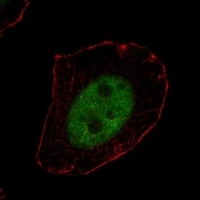 MSX1 Rabbit Polyclonal Antibody