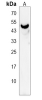 GRAMD3 Rabbit Polyclonal Antibody