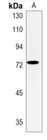 EXTL1 Rabbit Polyclonal Antibody