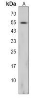 GRWD1 Rabbit Polyclonal Antibody