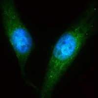 LZIC Rabbit Polyclonal Antibody