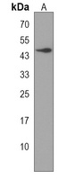 Oxytocin Receptor Rabbit Polyclonal Antibody