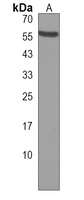 ZNF71 Rabbit Polyclonal Antibody