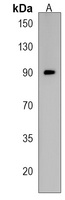 TAB3 Rabbit Polyclonal Antibody