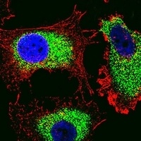PTTG2 Rabbit Polyclonal Antibody