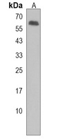 USP17L2 Rabbit Polyclonal Antibody