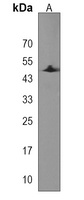 PABPC4L Rabbit Polyclonal Antibody