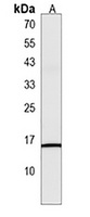 MSGN1 Rabbit Polyclonal Antibody
