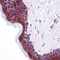 RAP55A Rabbit Polyclonal Antibody