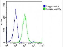 CNOT4 Rabbit Polyclonal Antibody