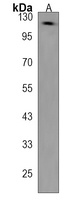 SEC23IP Rabbit Polyclonal Antibody