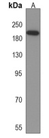 CD163b Rabbit Polyclonal Antibody