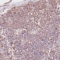 CD163b Rabbit Polyclonal Antibody