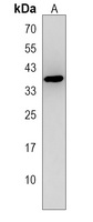 DNASE1L3 Rabbit Polyclonal Antibody
