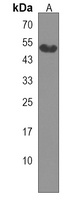 RANBP3L Rabbit Polyclonal Antibody