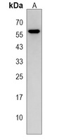 SMOC1 Rabbit Polyclonal Antibody