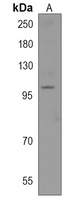 PCNXL4 Rabbit Polyclonal Antibody