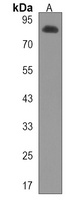 SIDT2 Rabbit Polyclonal Antibody