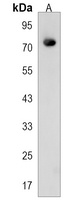 CASS4 Rabbit Polyclonal Antibody