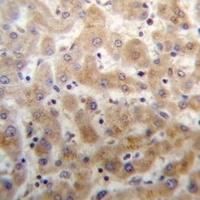 DHFRL1 Rabbit Polyclonal Antibody