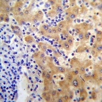 APCDD1 Rabbit Polyclonal Antibody