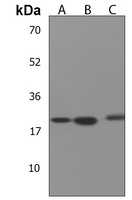 ARL6IP6 Rabbit Polyclonal Antibody