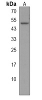 B3GNT1 Rabbit Polyclonal Antibody