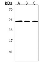 KREMEN2 Rabbit Polyclonal Antibody