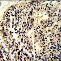 BCL2A1 Rabbit Polyclonal Antibody