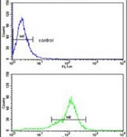 BCL2A1 Rabbit Polyclonal Antibody