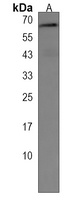 LINGO4 Rabbit Polyclonal Antibody