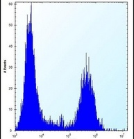 TPM4 Rabbit Polyclonal Antibody