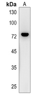 CTTNBP2NL Rabbit Polyclonal Antibody