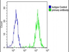 KERA Rabbit Polyclonal Antibody